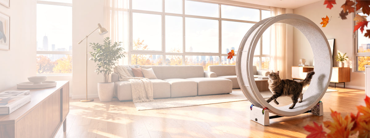 A brown tabby Maine Coon runs on a white Cat Exercise wheel in a modern-styled room with large windows and fall foliage outside.