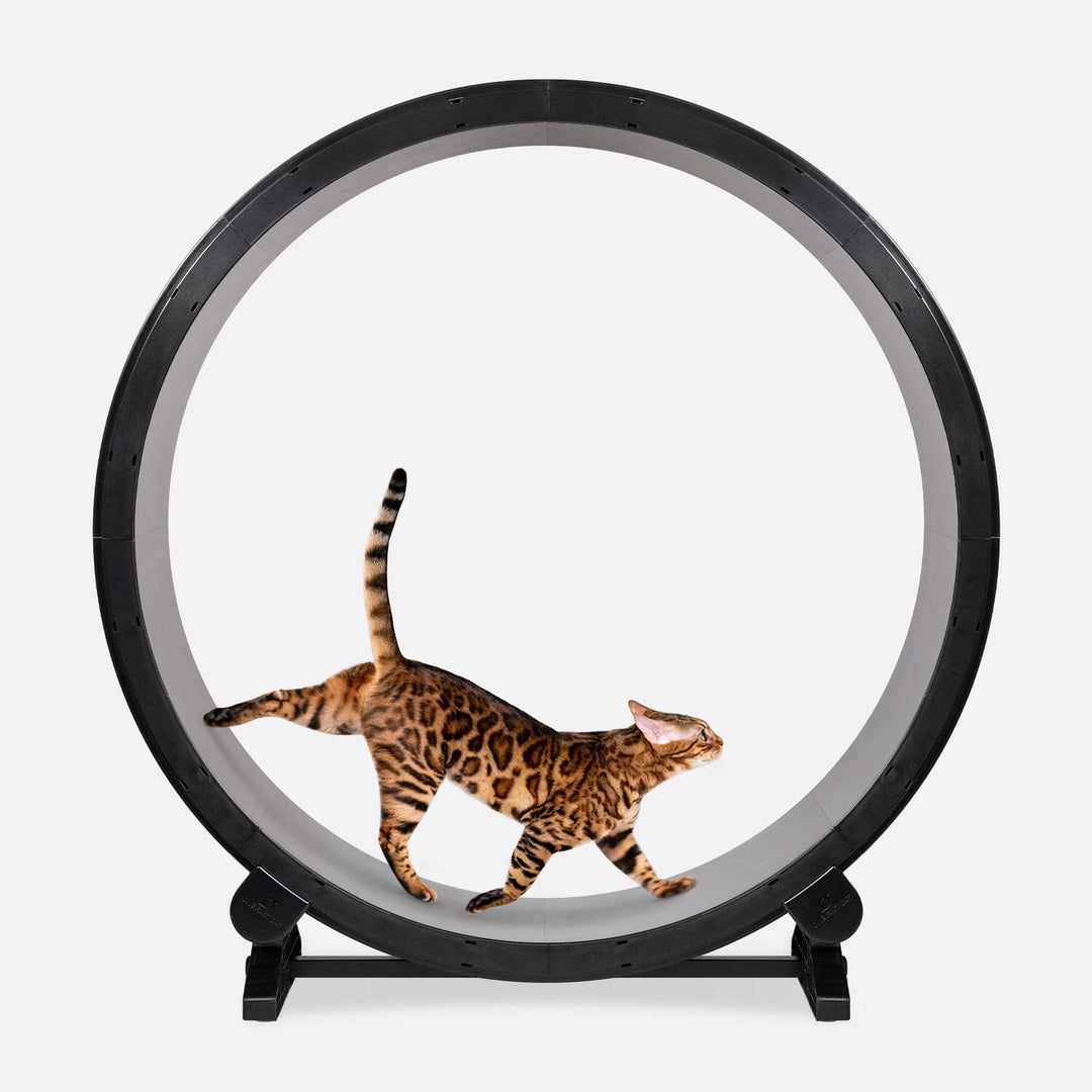 Cat Exercise Wheel by One Fast Cat Made in California