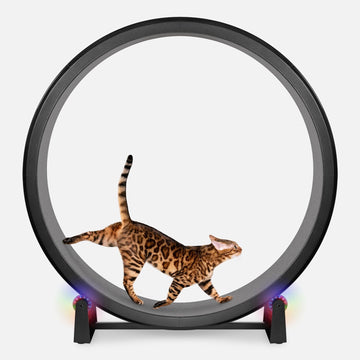 Cat Exercise Wheel