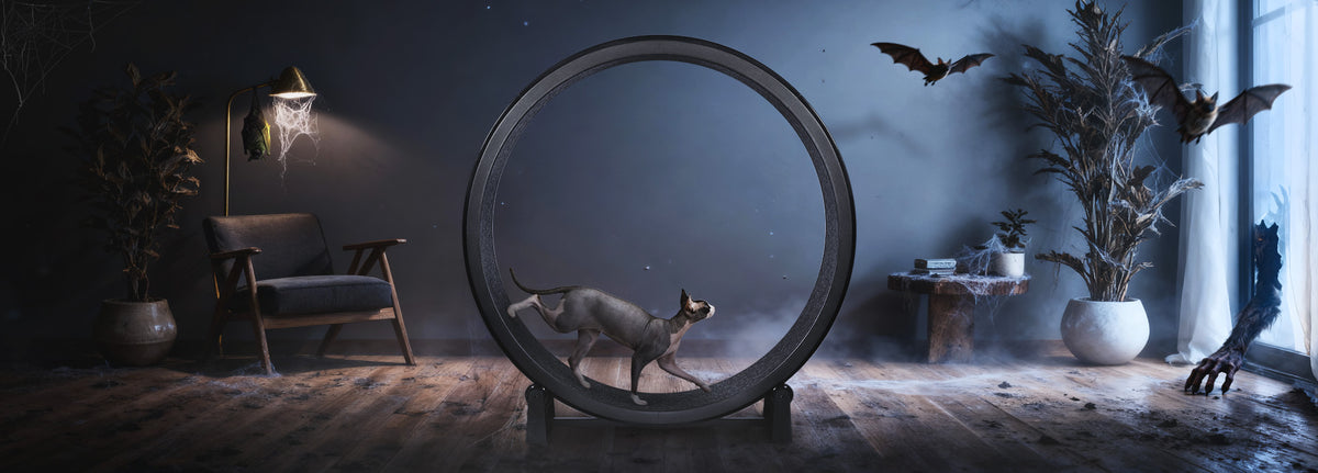 Gray and white sphynx cat runs on a black wheel in the middle of a dark, Halloween-themed living room, with spider webs on the plants and lamp and bats flying in the air.