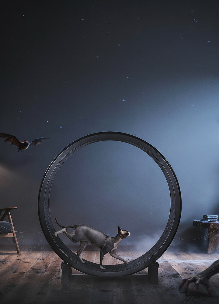 Gray and white sphynx cat runs on a black wheel in the middle of a dark, Halloween-themed living room, with spider webs on the furniture and a bat flying in the air. Stars are visible on the back wall. 