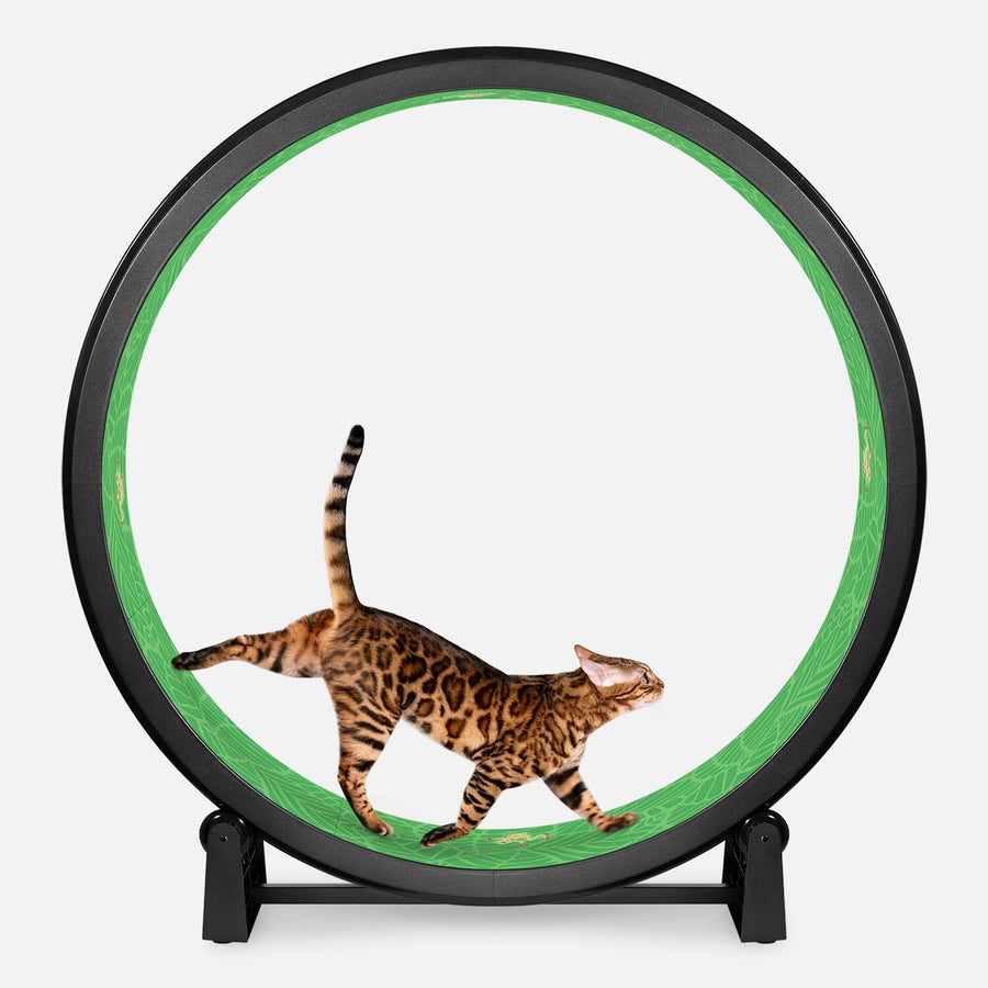 Cat Exercise Wheel by One Fast Cat | Made in California