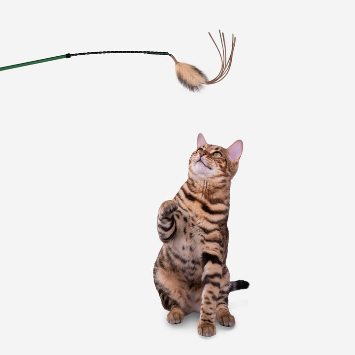 Bengal cat reaching toward a One Fast Cat Cat Laser Wand with a feather and tassel attachment.