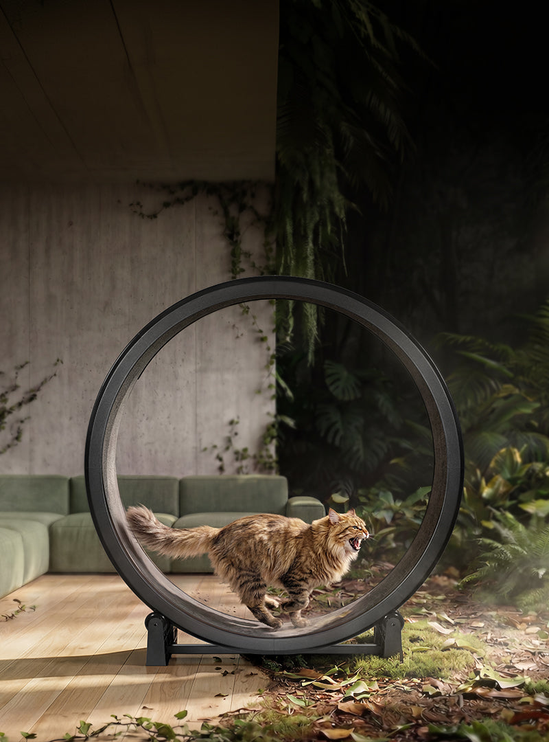 Cat Exercise Wheel · Giant Scratching Tower · One Fast Cat